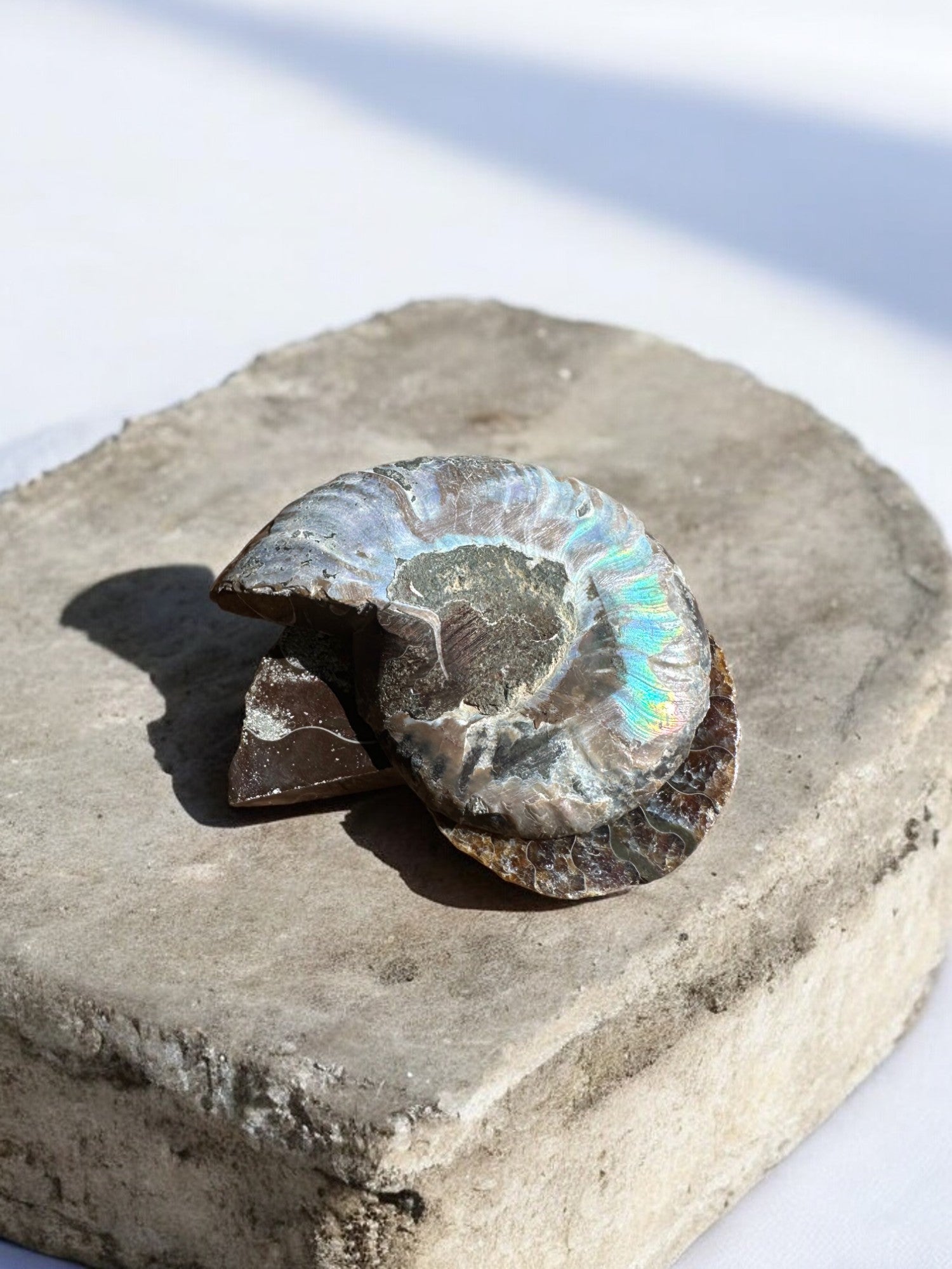 Ammolite fossil pair on a rock